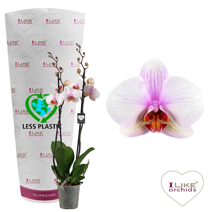 <h4>Phalaenopsis Madrid - 2 tak 70cm (Less Plastic)</h4>