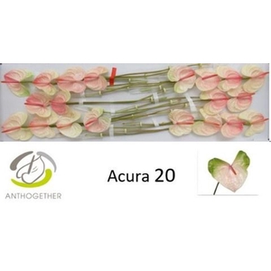 Anthurium andr. 'Acura'
