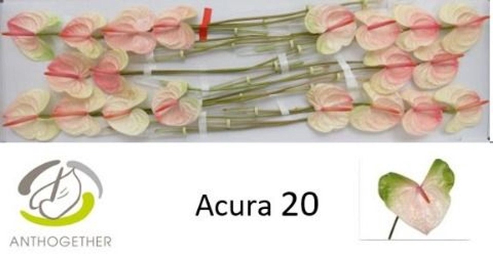 <h4>Anthurium andr. 'Acura'</h4>