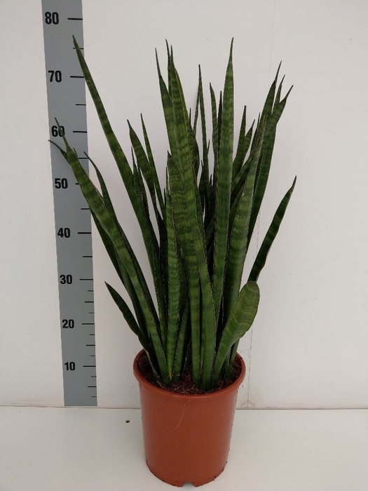 <h4>Sansevieria zeylanica 'Greenline'</h4>