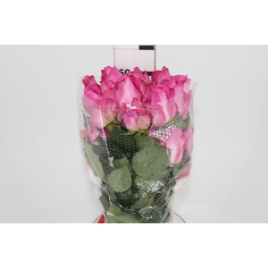 ROSA CANDY AVALANCHE 060 CM ESTUFA