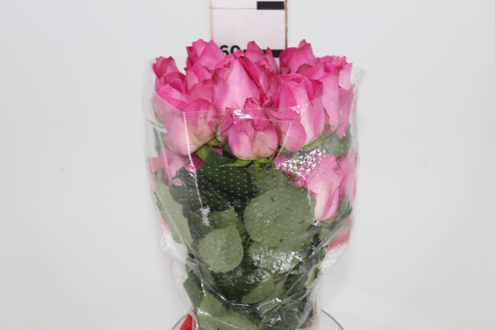 <h4>ROSA CANDY AVALANCHE 060 CM ESTUFA</h4>