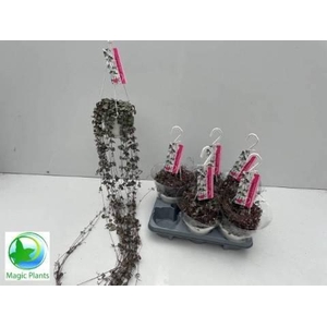 CEROPEGIA WOODII SUP