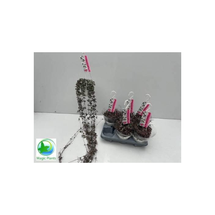 <h4>CEROPEGIA WOODII SUP</h4>