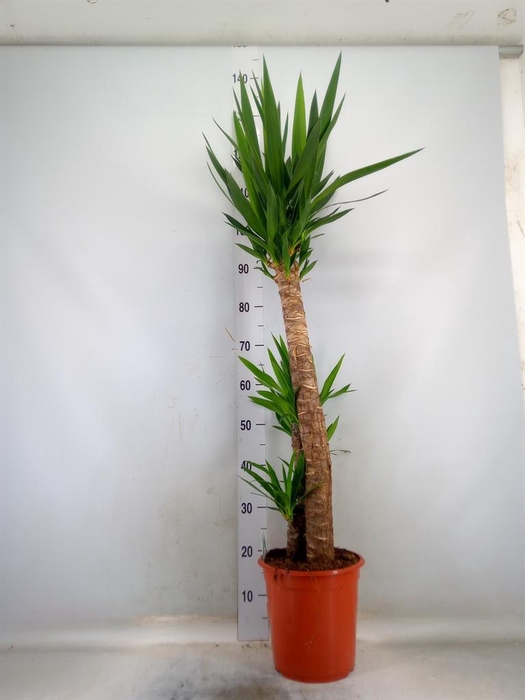 <h4>Yucca   ...</h4>