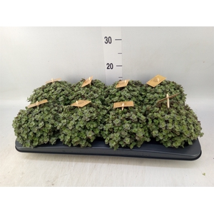 Callisia repens 'Turtle'