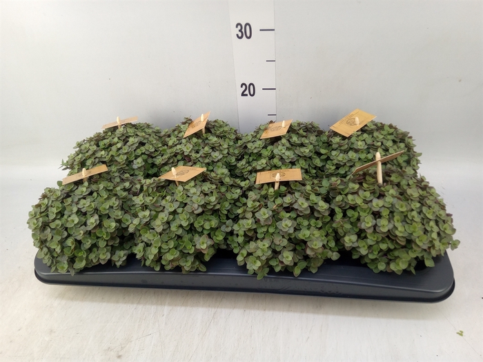 <h4>Callisia repens 'Turtle'</h4>