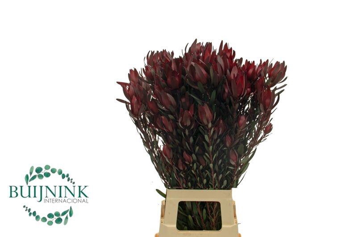 <h4>LEUCAD OVERIG ROOD</h4>