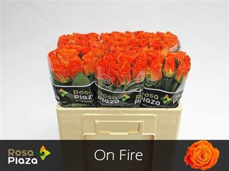 <h4>R Gr On Fire</h4>