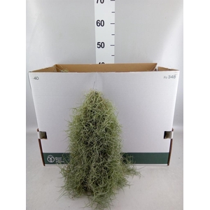 Tillandsia usneoides