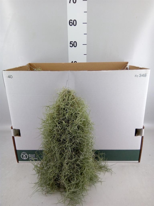 <h4>Tillandsia usneoides</h4>