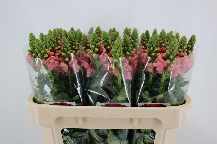 <h4>Antir Cool Rose</h4>