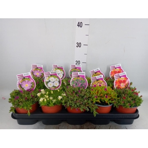 Delosperma coop.