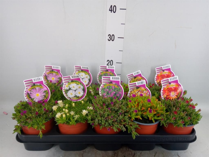 <h4>Delosperma coop.</h4>