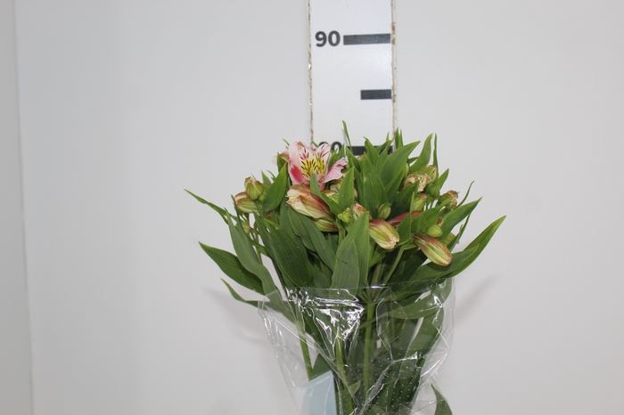 <h4>ALSTROEMERIA REBECCA 080 CM</h4>