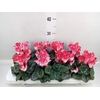 Cyclamen KL 'Compact Fuji'