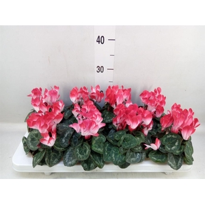 Cyclamen KL 'Compact Fuji'