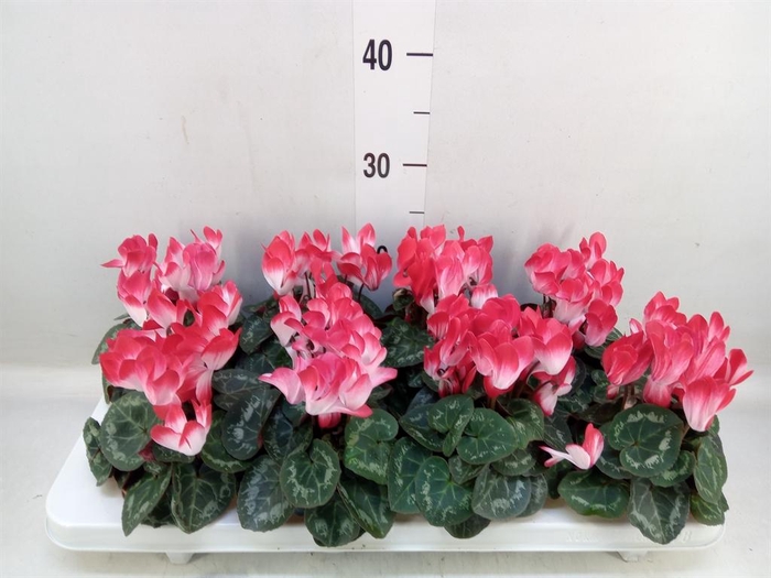 Cyclamen KL 'Compact Fuji'