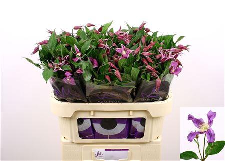 <h4>Clematis Amazing Rome</h4>