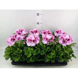 Pelargonium gran.   ..