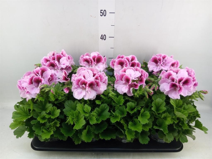 <h4>Pelargonium gran.   ..</h4>