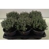 Thymus vulgaris