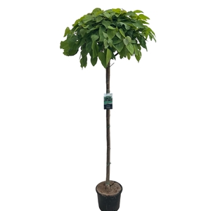 Catalpa big. 'Nana' stam 150 cm