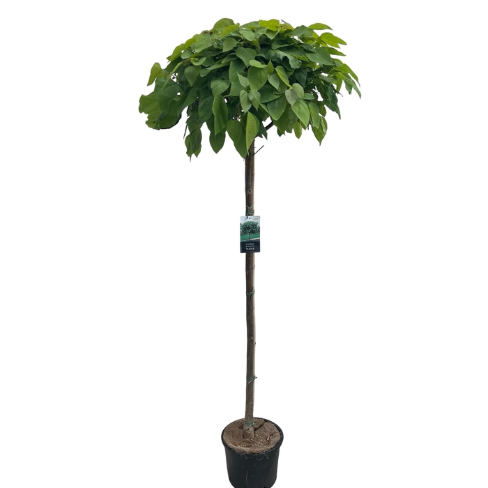 <h4>Catalpa big. 'Nana' stam 150 cm</h4>