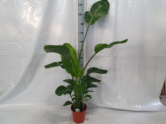 <h4>STRELITZIA NICOLAI</h4>