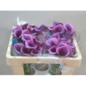 Calla Durban