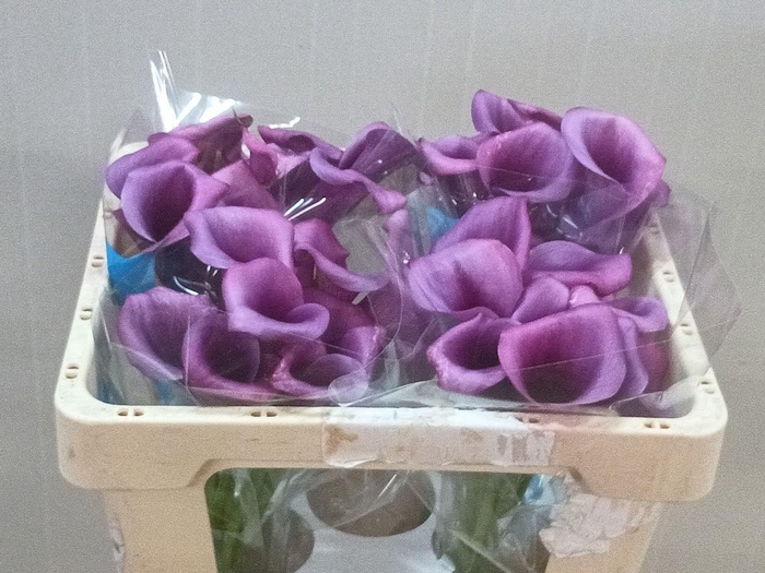 <h4>Calla Durban</h4>