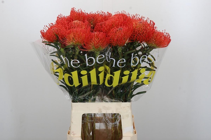 <h4>Nutans Succession</h4>