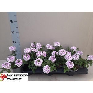 VERBE LASCAR LIGHT P