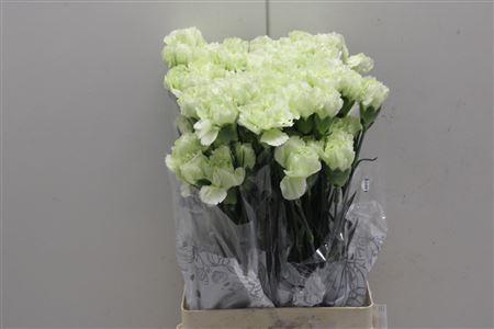 Di St Prado Mint