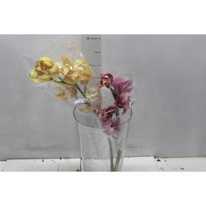 CYMBIDIUM MAX MISTO 5/8 HT MIN 5 FLS