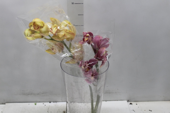 <h4>CYMBIDIUM MAX MISTO 5/8 HT MIN 5 FLS</h4>