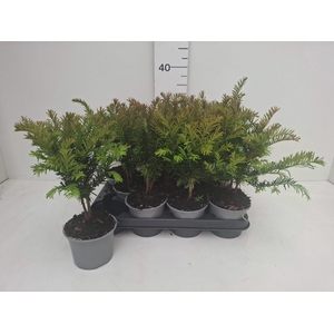 TAXUS BACCATA