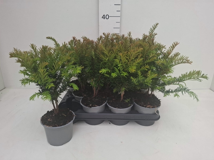 <h4>TAXUS BACCATA</h4>