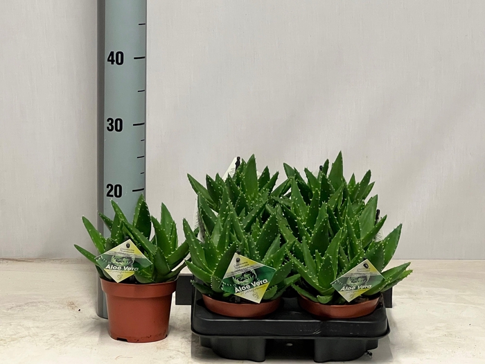 <h4>ALOE PERFOLIATA</h4>