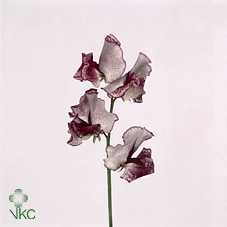 Lathyrus Misty Maroon
