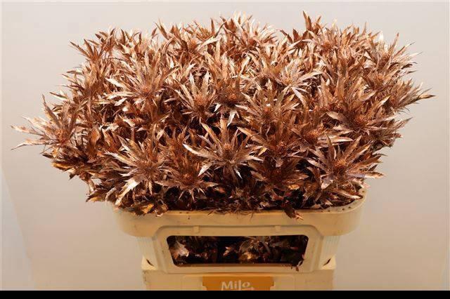 <h4>ERYN PL OV KLB H%</h4>