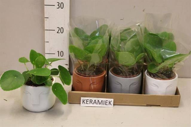 <h4>PILEA PEPEROMIOIDES</h4>