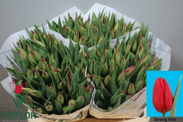 <h4>TU EN STRONG FIRE</h4>