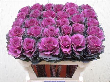 <h4>Brass Elegance</h4>