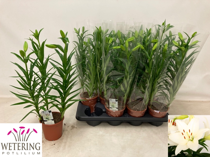 <h4>LIL LA SUMMER SNOW</h4>