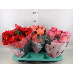 Begonia elat. HL 'Belove'   ...mix