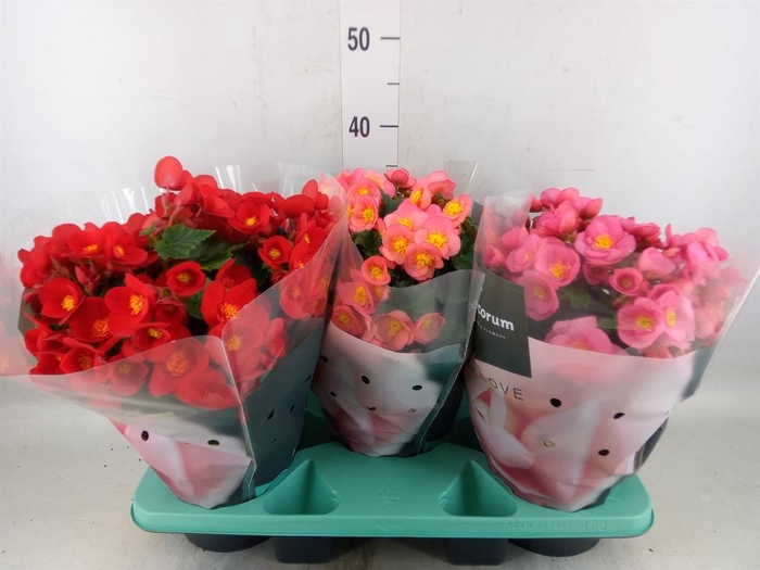 <h4>Begonia elat. HL 'Belove'   ...mix</h4>