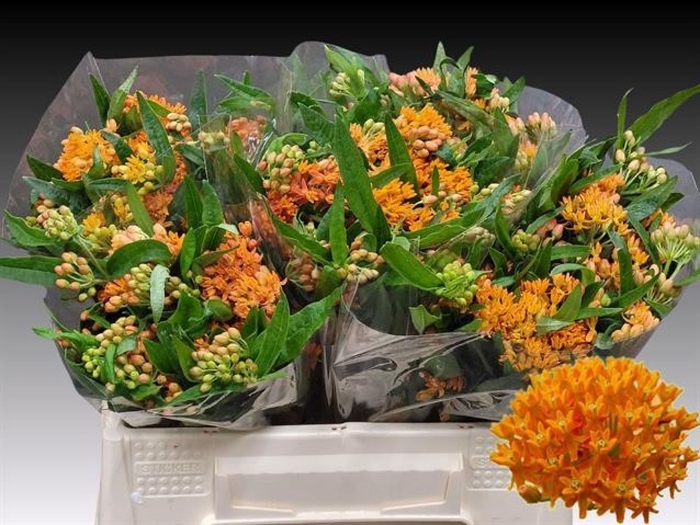 <h4>Asclepias Tuberosa</h4>