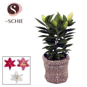 Oriental 13cm Bag NATIVE