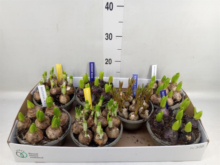 <h4>Bolbloemen   ...mix</h4>